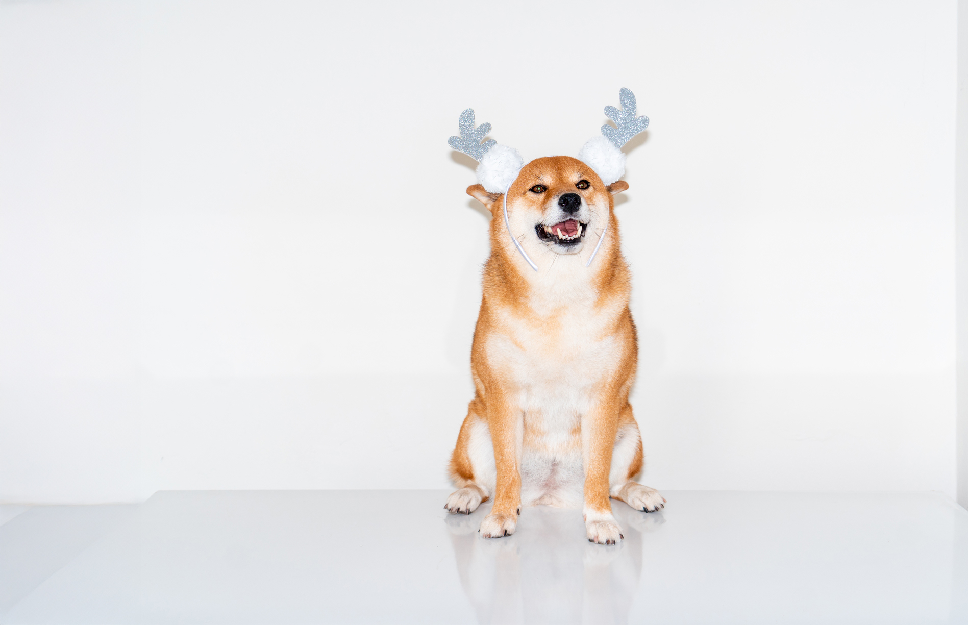 Santa Paws